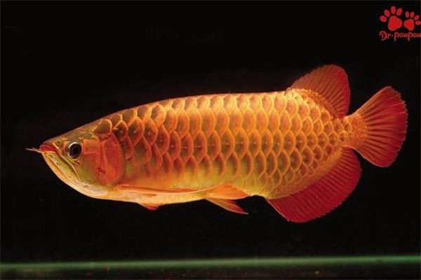 新疆哪個(gè)水族館龍魚(yú)好？祥龍魚(yú)場(chǎng)龍魚(yú)：新疆地區(qū)的水族館中，祥龍魚(yú)場(chǎng)是龍魚(yú)養(yǎng)殖的優(yōu)質(zhì)選擇之一