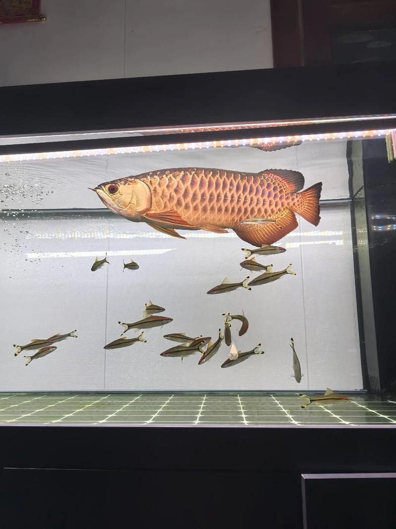 高背金龍魚有哪些品種：養(yǎng)魚小藝，金龍魚種類詳解與鑒別