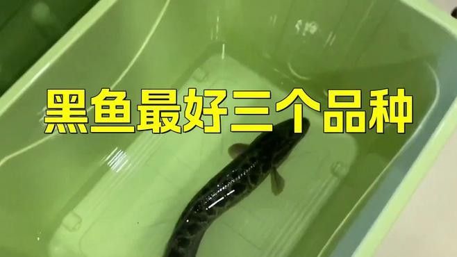 黑龍魚有哪些品種？：黑龍魚主要屬于骨舌魚科（osteoglossidae） 黑龍魚有哪些品種？：黑龍魚主要屬于骨舌魚科（osteoglossidae） 龍魚百科 第2張