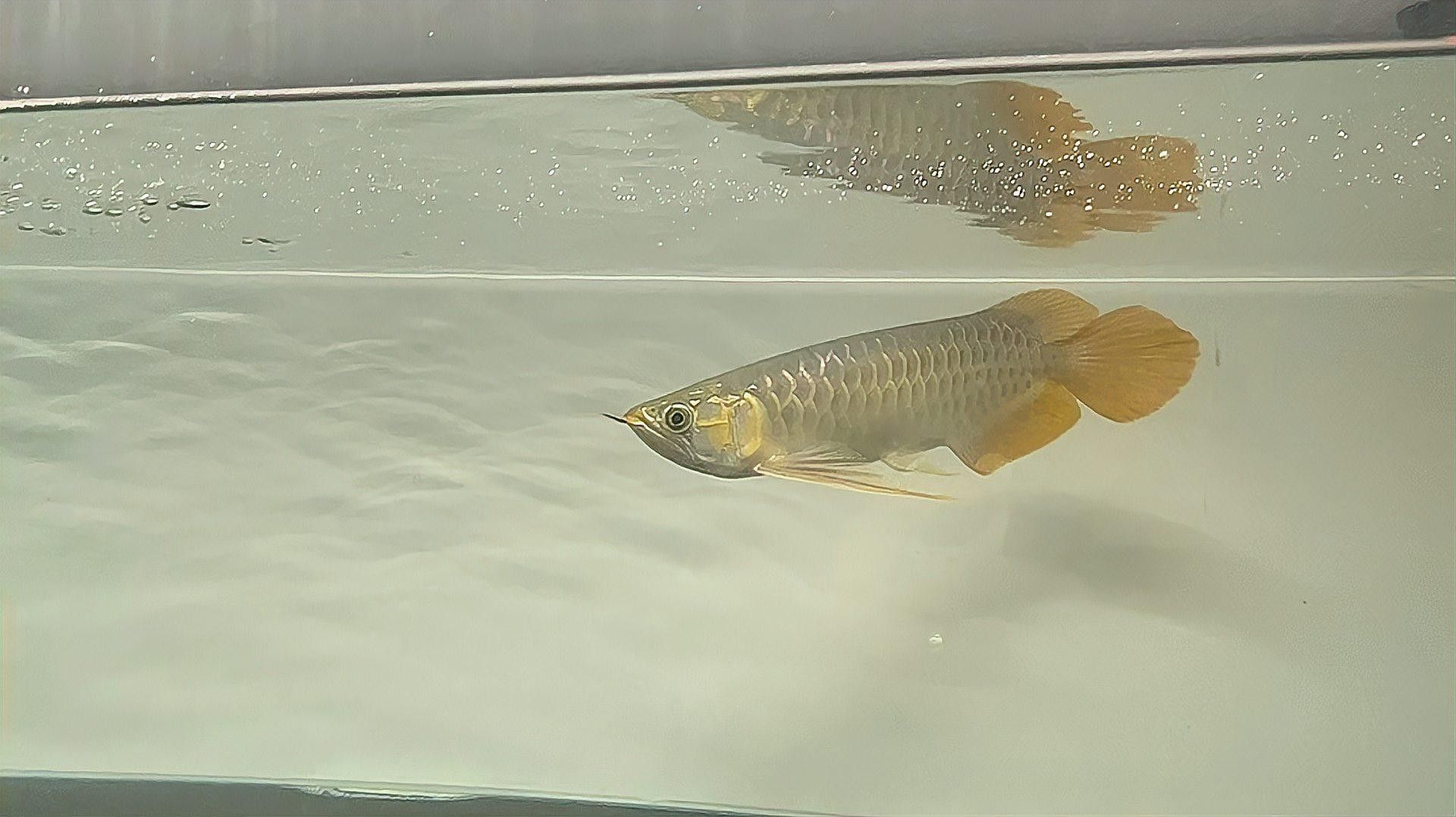 龍魚呼吸急促如何急救？：龍魚呼吸急促是常見的緊急狀況通常與水質(zhì)、溫度或氧氣供應(yīng)有關(guān) 龍魚呼吸急促如何急救？：龍魚呼吸急促是常見的緊急狀況通常與水質(zhì)、溫度或氧氣供應(yīng)有關(guān) 龍魚百科 第2張