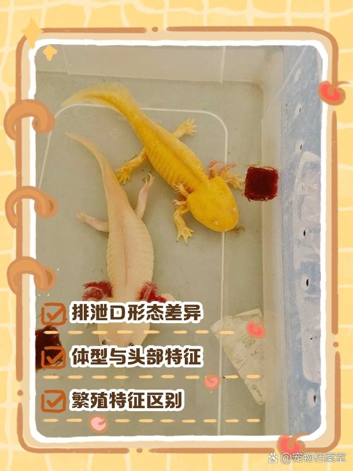 如何判斷六角恐龍魚是否性成熟？：六角恐龍魚公母辨別術 如何判斷六角恐龍魚是否性成熟？：六角恐龍魚公母辨別術 龍魚百科 第5張