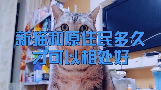 混養(yǎng)時需要多久適應(yīng)？：兩只貓多久能和諧相處