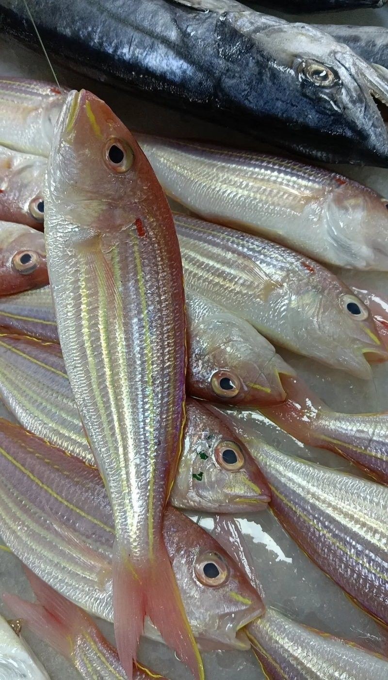 青龍魚的價格是多少？：青龍魚價格行情走勢