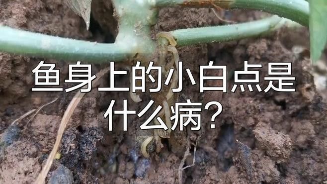 紅龍魚鰭上的白點(diǎn)會自行消失嗎：39健康網(wǎng),龍魚身上出現(xiàn)白點(diǎn)別慌!
