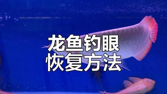 祥龍濾材在小型水族箱的表現(xiàn)，祥龍濾材在小型水族箱中的表現(xiàn) 祥龍濾材在小型水族箱的表現(xiàn)，祥龍濾材在小型水族箱中的表現(xiàn) 觀賞魚(yú)百科 第2張