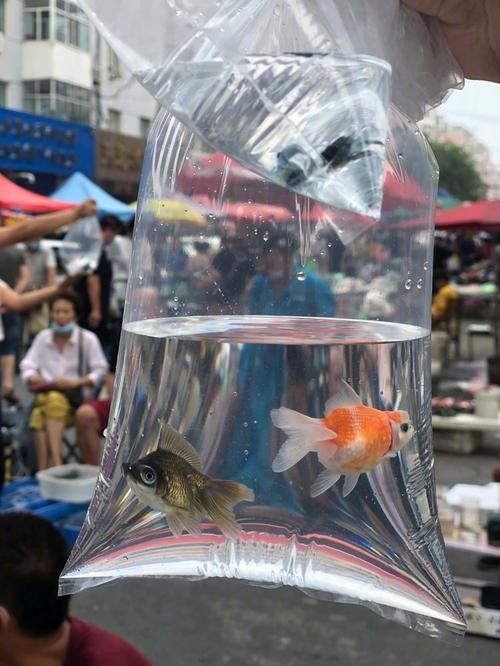 道外區哪家龍魚店口碑最好：哈爾濱道外區與龍魚相關的店鋪中，紅龍魚館的龍魚品種有哪些