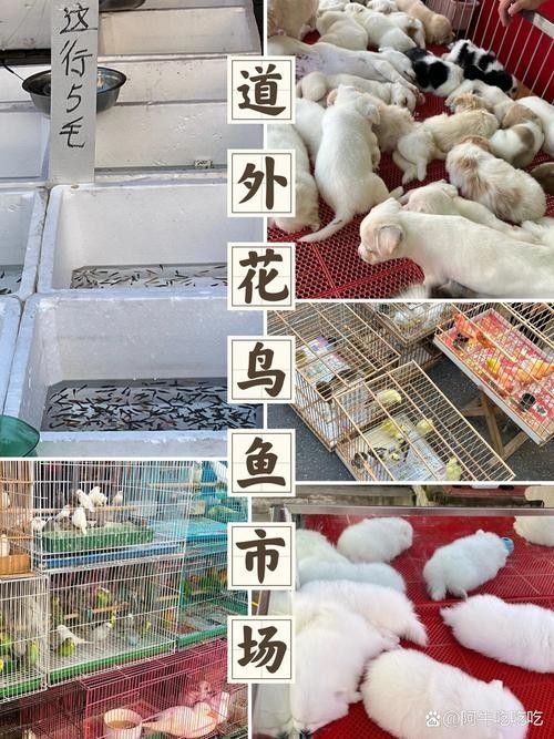 道外區哪家龍魚店口碑最好：哈爾濱道外區與龍魚相關的店鋪中，紅龍魚館的龍魚品種有哪些