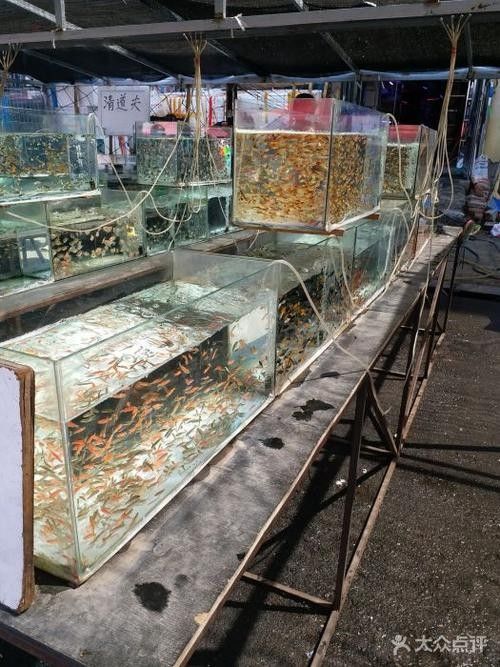 道外區哪家龍魚店口碑最好：哈爾濱道外區與龍魚相關的店鋪中，紅龍魚館的龍魚品種有哪些