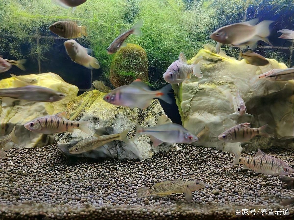 如何預(yù)防雷龍魚再次跳缸：小鵬說水族怎么防止雷龍魚跳缸易車網(wǎng)雷龍魚跳缸風(fēng)險 如何預(yù)防雷龍魚再次跳缸：小鵬說水族怎么防止雷龍魚跳缸易車網(wǎng)雷龍魚跳缸風(fēng)險 龍魚百科 第2張