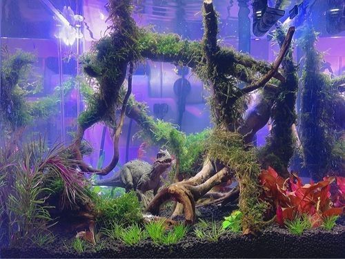 給我一些恐龍魚缸布景效果圖：幾種恐龍主題魚缸布景方案及效果圖參考：如需更多風(fēng)格參考