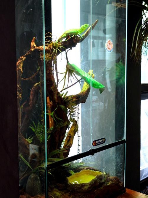給我一些恐龍魚缸布景效果圖：幾種恐龍主題魚缸布景方案及效果圖參考：如需更多風(fēng)格參考