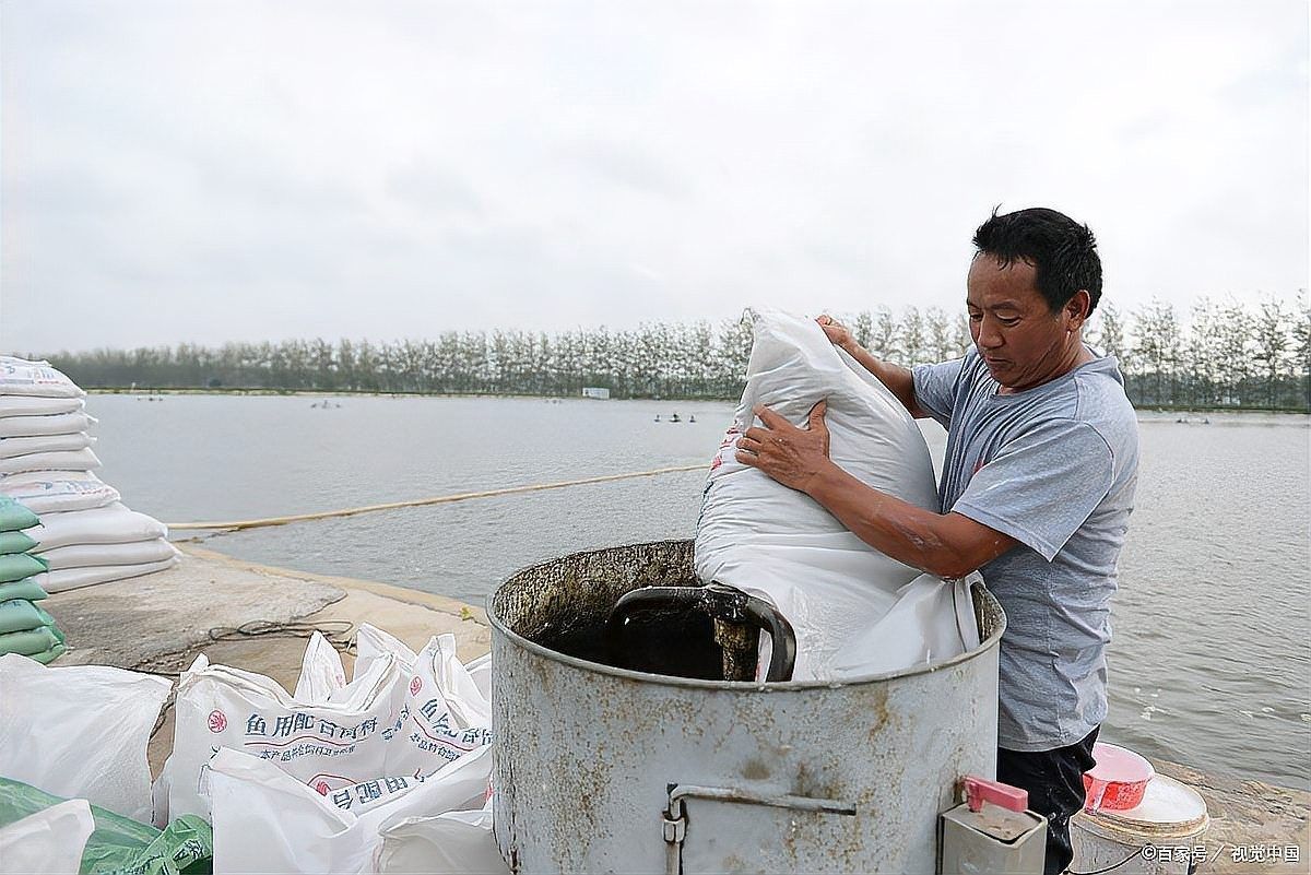 金龍魚治療期間需要停食嗎？：治療期間的病魚，是否應該喂食