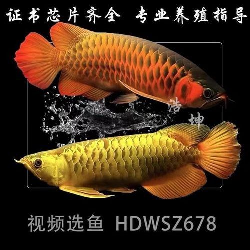 藍底金龍魚的價格是多少？：藍底金龍魚多少錢一條