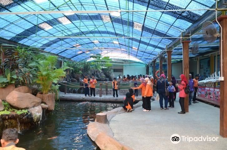 如何前往峇株巴轄的龍魚繁殖場：峇株巴轄龍魚繁殖場 如何前往峇株巴轄的龍魚繁殖場：峇株巴轄龍魚繁殖場 龍魚百科 第3張