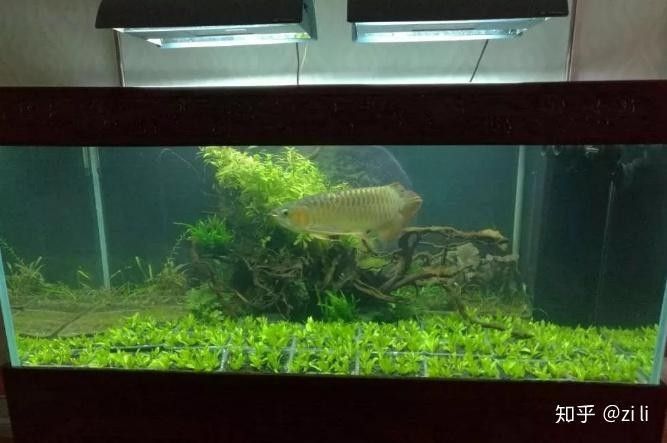自制龍魚缸需要哪些材料？：小雷龍造景缸制作全攻略 自制龍魚缸需要哪些材料？：小雷龍造景缸制作全攻略 龍魚百科 第9張