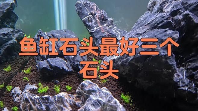 自制龍魚缸需要哪些材料？：小雷龍造景缸制作全攻略 自制龍魚缸需要哪些材料？：小雷龍造景缸制作全攻略 龍魚百科 第5張