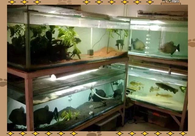 龍魚缸背后可以靠墻嗎：大型魚缸背后靠墻擺放在沙發背后靠墻擺放的原則是多少