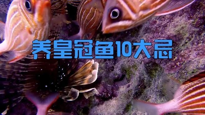 紅尾皇冠和龍魚混養需要注意什么？：紅尾皇冠魚與龍魚混養需注意以下關鍵點