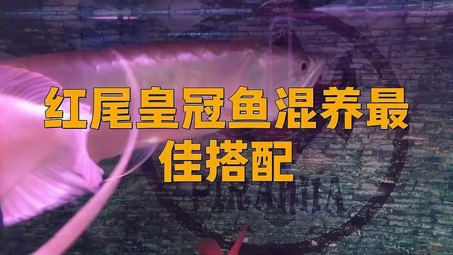 紅尾皇冠和龍魚混養需要注意什么？：紅尾皇冠魚與龍魚混養需注意以下關鍵點