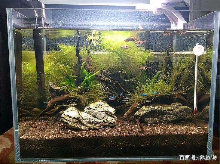 如何判斷一個龍魚批發市場的可靠性：判斷龍魚批發市場的可靠性需綜合以下關鍵因素以下關鍵因素