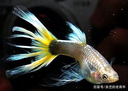 如何判斷一個龍魚批發市場的可靠性：判斷龍魚批發市場的可靠性需綜合以下關鍵因素以下關鍵因素