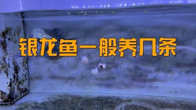 銀龍魚混養需要多大的魚缸？：銀龍魚和金龍魚可以混養嗎 銀龍魚混養需要多大的魚缸？：銀龍魚和金龍魚可以混養嗎 龍魚百科 第3張