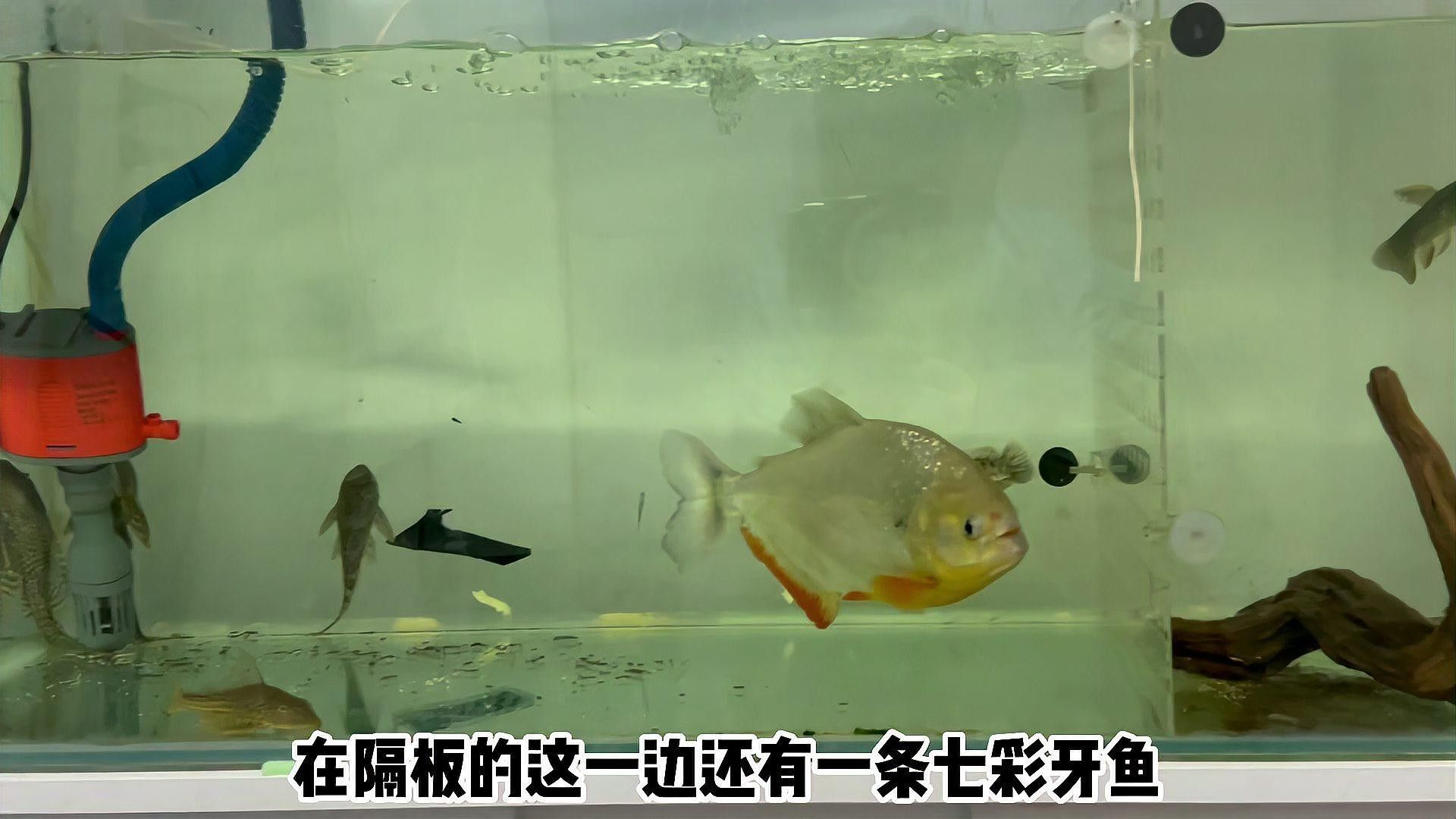 雷龍魚和食人魚哪個(gè)更厲害：七彩雷龍?zhí)魬?zhàn)兇猛食人魚,能否獲勝挪威的森林聽 雷龍魚和食人魚哪個(gè)更厲害：七彩雷龍?zhí)魬?zhàn)兇猛食人魚,能否獲勝挪威的森林聽 龍魚百科 第3張