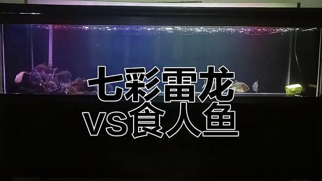 雷龍魚和食人魚哪個(gè)更厲害：七彩雷龍?zhí)魬?zhàn)兇猛食人魚,能否獲勝挪威的森林聽 雷龍魚和食人魚哪個(gè)更厲害：七彩雷龍?zhí)魬?zhàn)兇猛食人魚,能否獲勝挪威的森林聽 龍魚百科 第4張