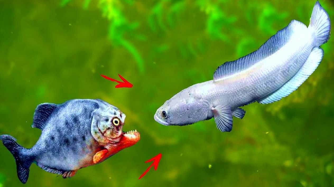 雷龍魚和食人魚哪個(gè)更厲害：七彩雷龍?zhí)魬?zhàn)兇猛食人魚,能否獲勝挪威的森林聽 雷龍魚和食人魚哪個(gè)更厲害：七彩雷龍?zhí)魬?zhàn)兇猛食人魚,能否獲勝挪威的森林聽 龍魚百科 第2張