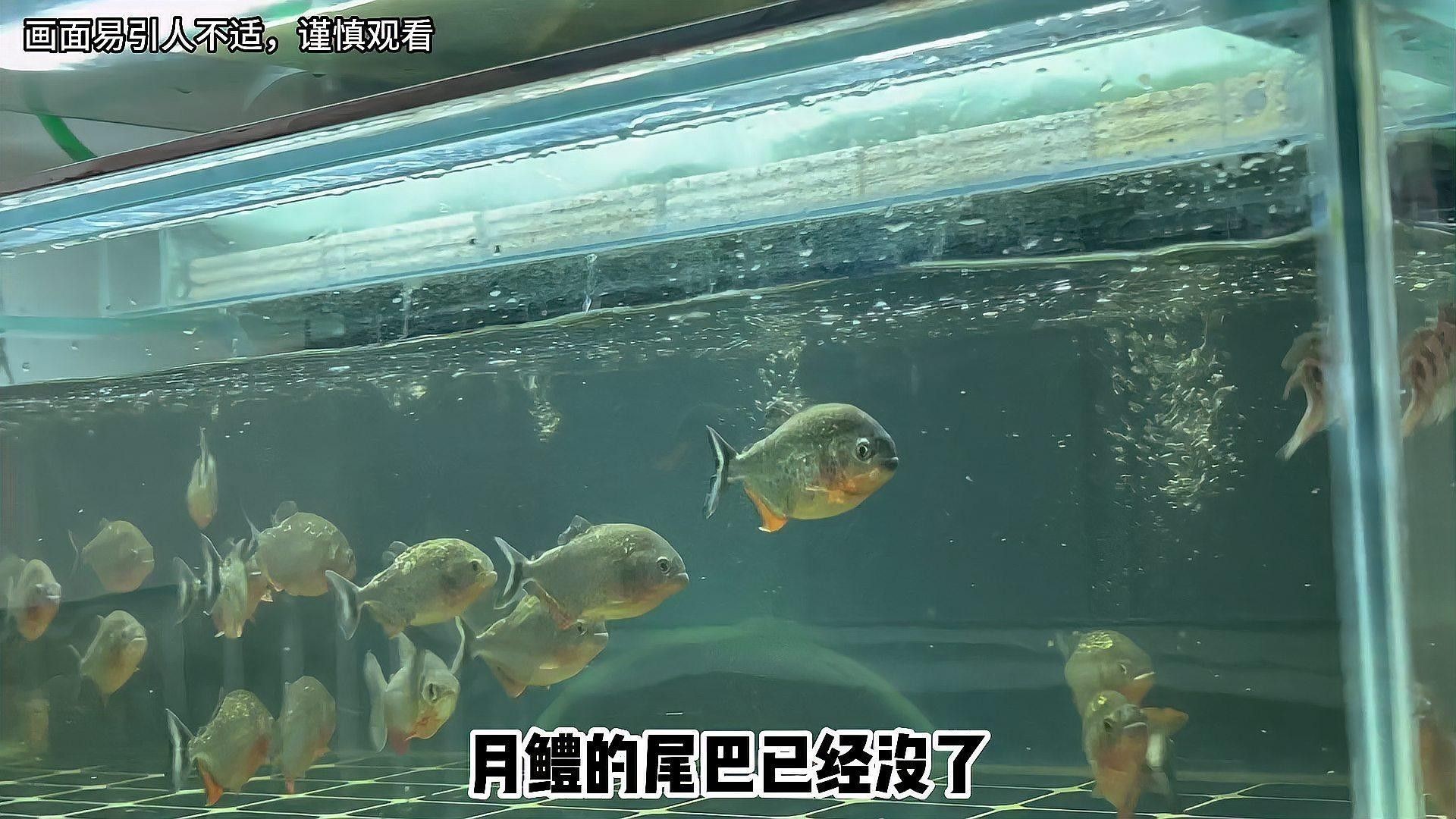 雷龍魚和食人魚哪個(gè)更厲害：七彩雷龍?zhí)魬?zhàn)兇猛食人魚,能否獲勝挪威的森林聽 雷龍魚和食人魚哪個(gè)更厲害：七彩雷龍?zhí)魬?zhàn)兇猛食人魚,能否獲勝挪威的森林聽 龍魚百科 第1張