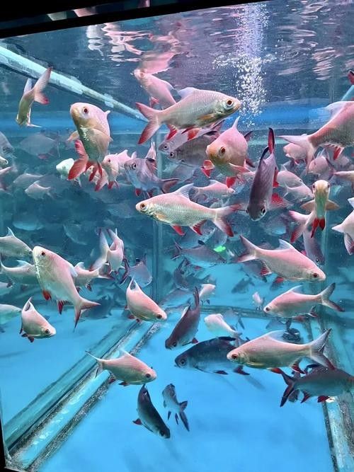 <strong><mark>徐州</mark></strong>哪個水族館龍魚好？祥龍魚場龍魚：<strong><mark>徐州</mark></strong>云龍湖水上世界水族館和祥龍魚場和祥龍魚場都是觀賞龍魚的好去處