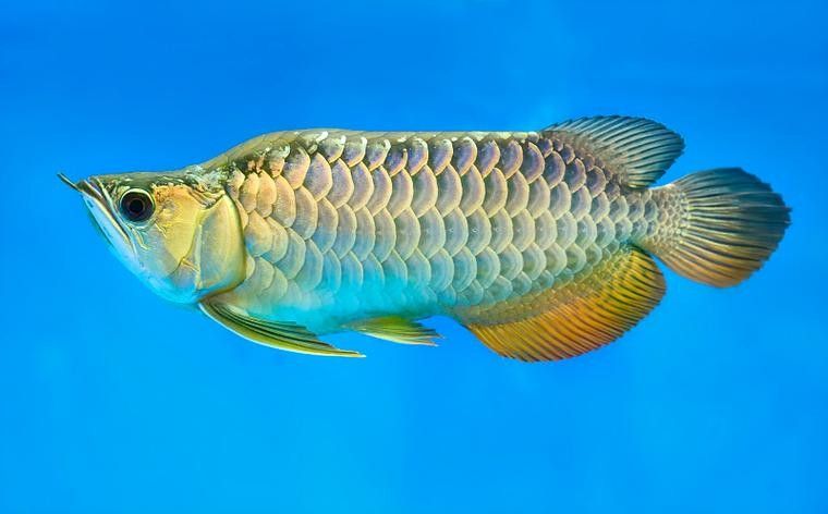 徐州哪個水族館龍魚好？祥龍魚場龍魚：徐州云龍湖水上世界水族館和祥龍魚場和祥龍魚場都是觀賞龍魚的好去處