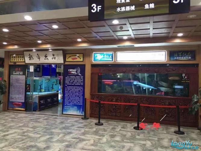 如何聯(lián)系保定龍魚專賣店：保定龍魚專賣店是否專業(yè)？ 如何聯(lián)系保定龍魚專賣店：保定龍魚專賣店是否專業(yè)？ 龍魚百科 第4張