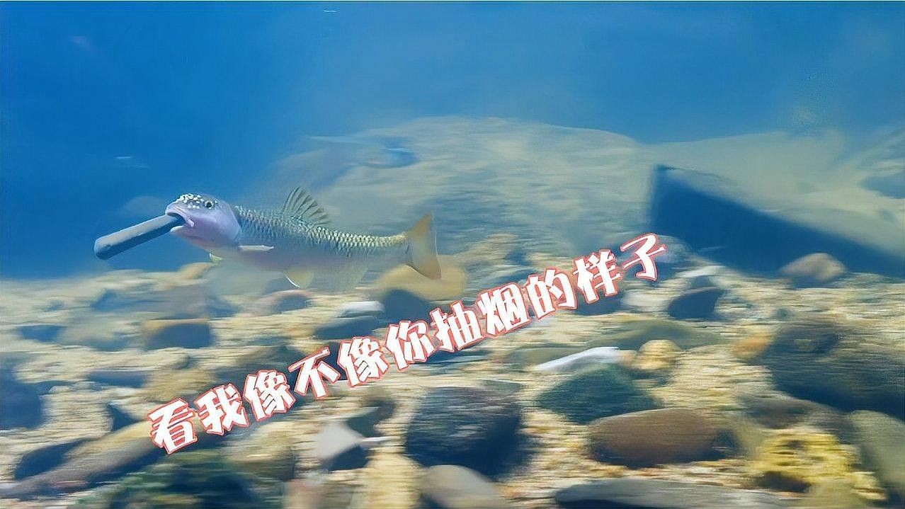 哪些魚類有特殊的求偶方式：探秘魚的“愛情密碼”