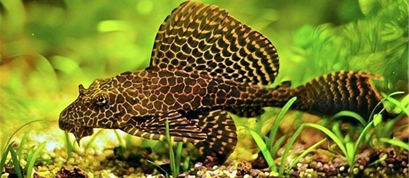 清道夫對龍魚有哪些具體危害：清道夫與龍魚混養時可能產生以下具體危害
