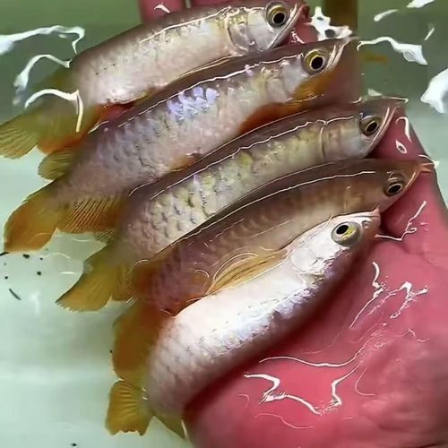 血紅龍魚苗的價格是多少？：養紅龍魚需要注意什么