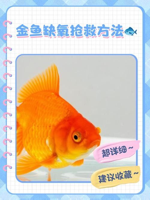 金龍魚多久不充氧會死：金龍魚停止充氧后的存活時間主要受飼養密度、水質和魚缸環境等因素影響 金龍魚多久不充氧會死：金龍魚停止充氧后的存活時間主要受飼養密度、水質和魚缸環境等因素影響 龍魚百科 第1張