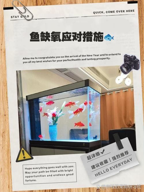 金龍魚多久不充氧會死：金龍魚停止充氧后的存活時間主要受飼養密度、水質和魚缸環境等因素影響 金龍魚多久不充氧會死：金龍魚停止充氧后的存活時間主要受飼養密度、水質和魚缸環境等因素影響 龍魚百科 第6張