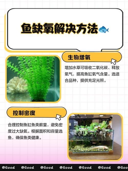 金龍魚多久不充氧會死：金龍魚停止充氧后的存活時間主要受飼養密度、水質和魚缸環境等因素影響 金龍魚多久不充氧會死：金龍魚停止充氧后的存活時間主要受飼養密度、水質和魚缸環境等因素影響 龍魚百科 第5張