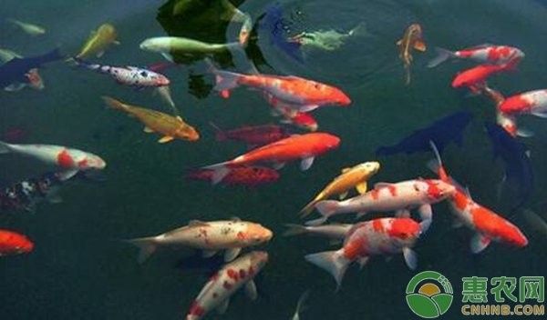 如何消毒處理活餌以避免寄生蟲感染：水產養殖常見寄生蟲有哪些
