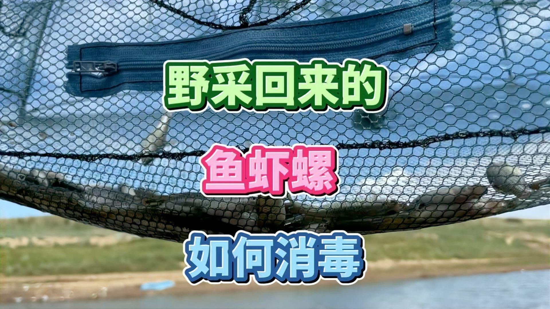 如何消毒處理活餌以避免寄生蟲感染：水產養殖常見寄生蟲有哪些