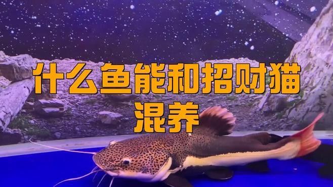 如何安全地混養招財貓魚和龍魚：招財貓和龍魚混養需確保水族箱足夠寬敞，建議長度至少1.5米以上 如何安全地混養招財貓魚和龍魚：招財貓和龍魚混養需確保水族箱足夠寬敞，建議長度至少1.5米以上 龍魚百科 第2張