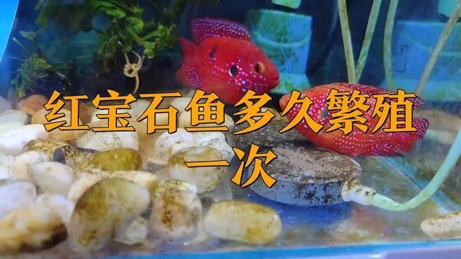 紅尾寶石金龍魚如何繁殖？：紅尾寶石金龍魚的繁殖過程 紅尾寶石金龍魚如何繁殖？：紅尾寶石金龍魚的繁殖過程 龍魚百科 第3張