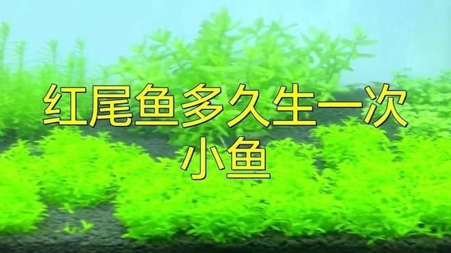 紅尾寶石金龍魚如何繁殖？：紅尾寶石金龍魚的繁殖過程 紅尾寶石金龍魚如何繁殖？：紅尾寶石金龍魚的繁殖過程 龍魚百科 第4張