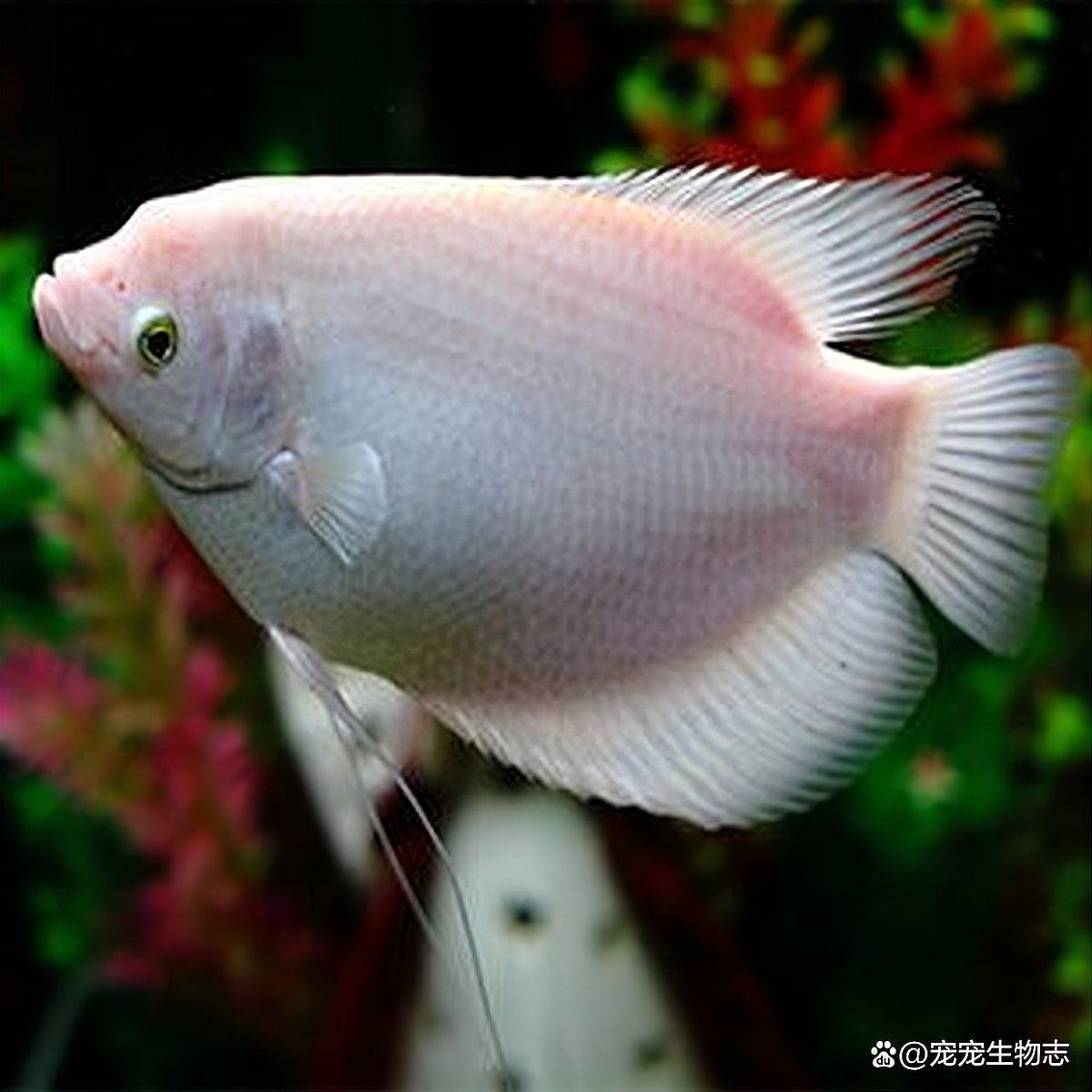 如何降低招財魚對金龍魚的攻擊性：招財魚與金龍魚混養的注意事項