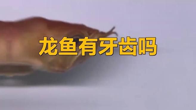 金龍魚牙齒的功能有哪些：金龍魚牙齒的基本介紹