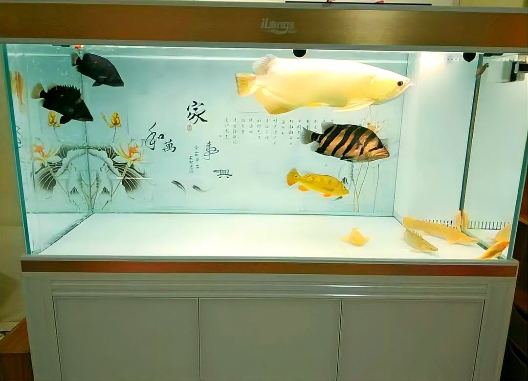 龍魚和戰船混養需要多大的魚缸：基礎尺寸建議,混養龍魚和戰船魚需至少1.5米長