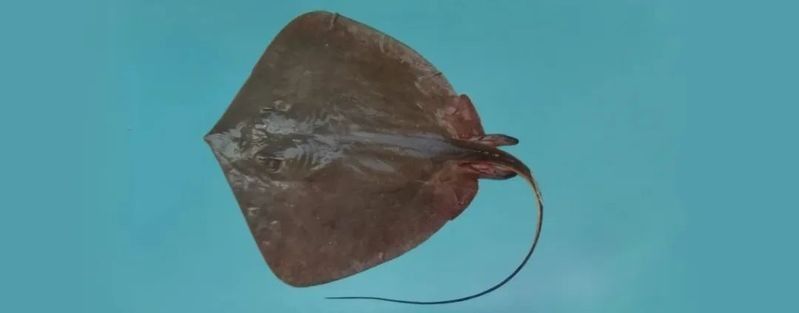 如何預防魟魚受到威脅？：魟魚養殖注意事項