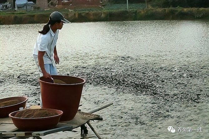 龍魚吃多少飼料合適：帝龍漁業|龍魚喂食指南 龍魚吃多少飼料合適：帝龍漁業|龍魚喂食指南 龍魚百科 第11張