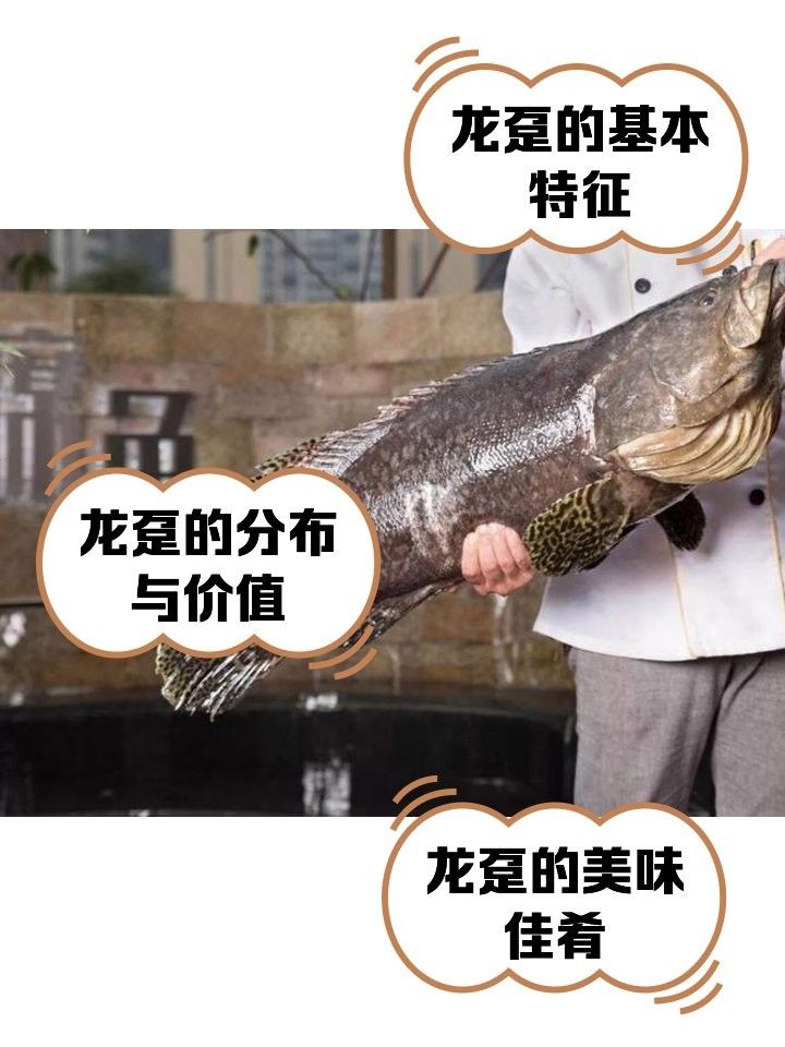 龍躉的分布范圍有哪些：【探秘海洋】霸氣的斑魚之王——龍躉